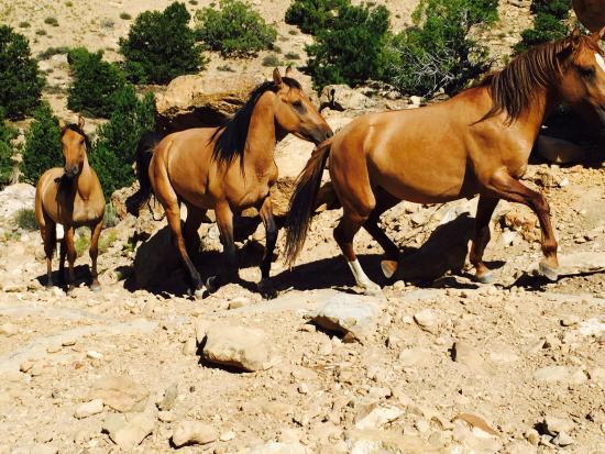 The Little Book Cliffs Wild Horse Area
