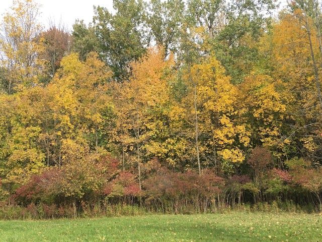 Buckhorn Island State Park