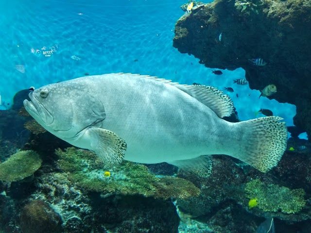 Kagoshima City Aquarium