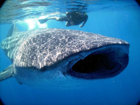 Ocean Tours
