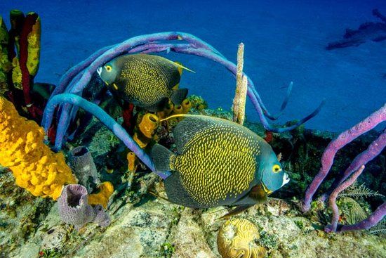 LCM David Nicholson Wreck