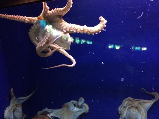 Aquarium de Barcelone