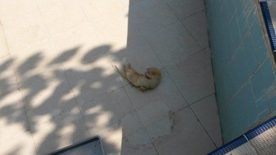 Şile Hayvanat Bahçesi