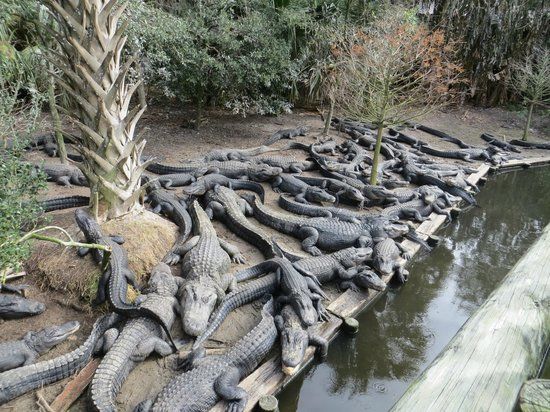 St. Augustine Alligator Farm Zoological Park