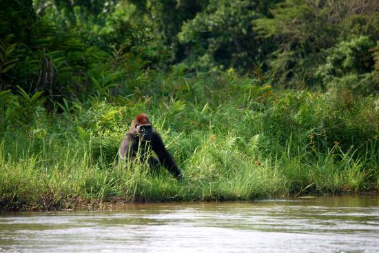 Reserve Naturelle de Gorilles de Lesio-Louna-Lefini